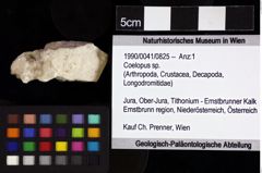 Foto (Objket + Etiketten) von Coelopus sp. 